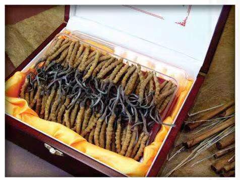 马山冬虫夏草回收